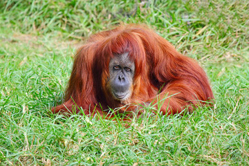 Orangutan female enjoying in the grass