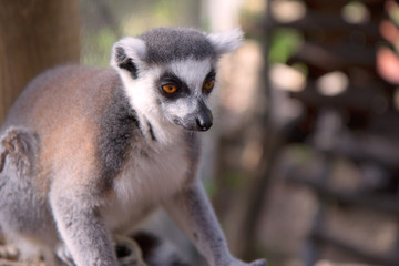 Close up portrait of a cute ring tailed lemur on the blurred background. Copy space for text.