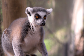 Close up portrait of a cute ring tailed lemur on the blurred background. Copy space for text.