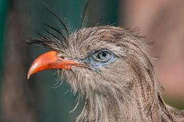 angry bird