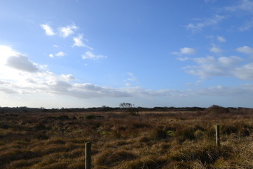 marshland 