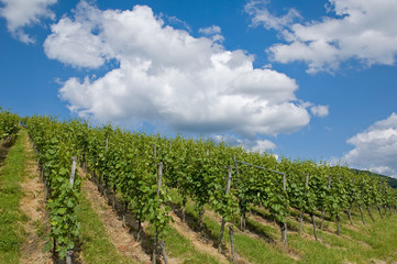 Fototapeta na wymiar vineyard landscape against blue sky