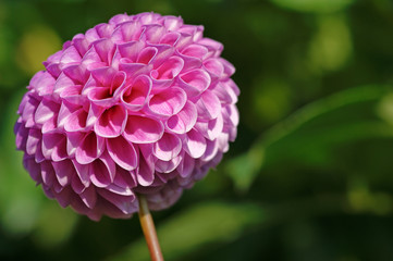 pink dahlia flower macro image