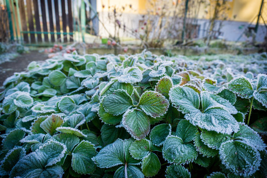 Erdberen im Frost