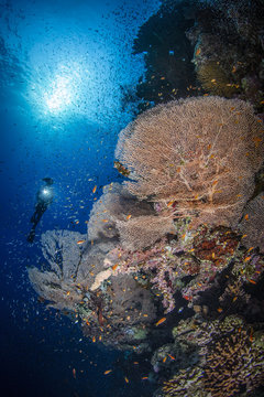 Gorgonian Fan