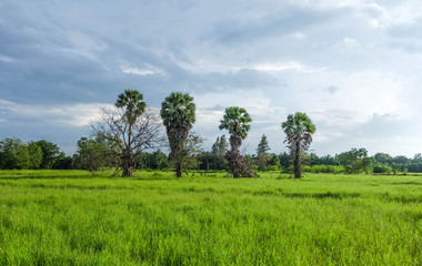 Fototapeta na wymiar Green field and sugar palm with cloudy