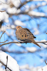 Mourning Dove on Branch