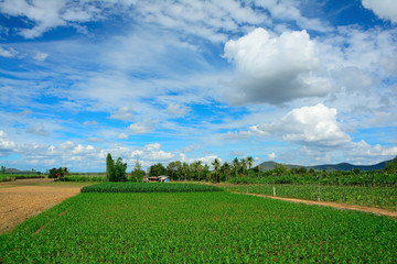 View of  garden sky cloud  mountain tree natural landscape with sunny.