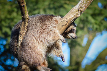 Waschbär