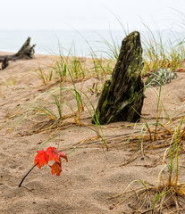 Maple seedling with red leaves on the beach at Lake Superior