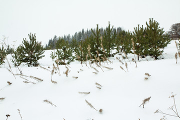 Fototapeta premium Trees in a winter and snow
