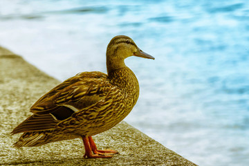 duck on the lake