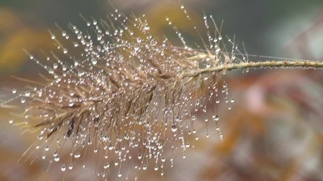 Mit Wasserperlen geschm&uuml;cktes Binsengras schaukelt im Wind (Nahaufnahme)