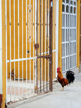 Cockerel standing by iron gate 