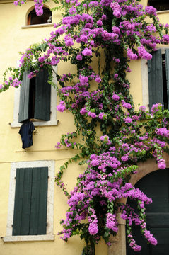 View of climbing purple flowers with house facade