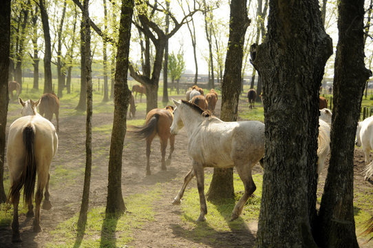 Horses galloping in forest