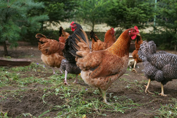 A flock of chickens in the yard in rural natural breeding