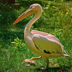Pelican on the Grass