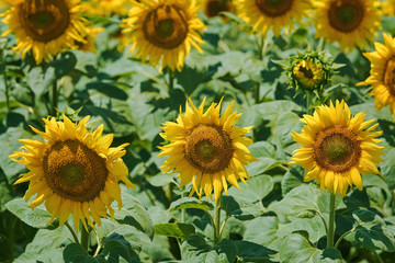 Fototapeta na wymiar Sunflowers Field in Bulgaria