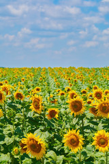 Sunflowers Field in Bulgaria