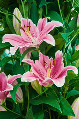 Pink Lilium Flowers