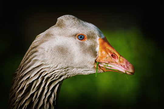 Portrait of Goose