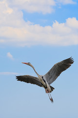 Grey Heron Take-off