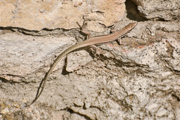 Lizard on Stone