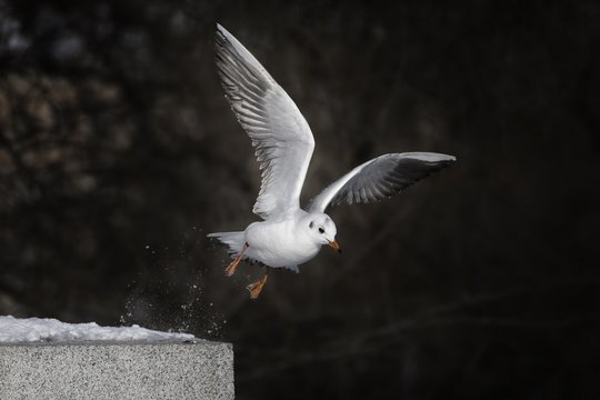 Black-headed Gull, Chroicocephalus ridibundus, bird with red biil and legs