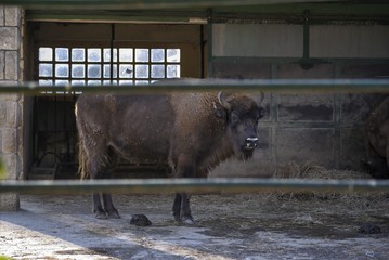 European bison (Bison bonasus) behind a fence. In Zagreb Zoo, Croatia.