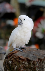 Beautiful white cockatoo