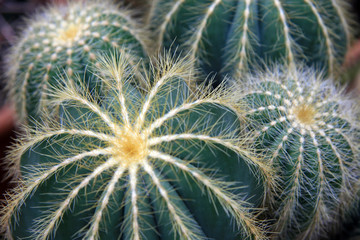 Giant cactuses / Needles of a large cactuses