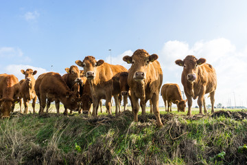 Curious cows looking at the photographer