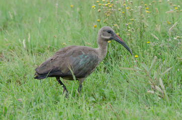 Obraz premium Hadeda ibis walking in the grass