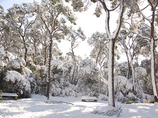 Snow covered forest in Barcelona