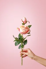 Fotobehang Rozen Woman hand holding a rose on pastel background