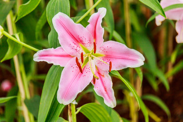 Pink lilly in the garden and tone color