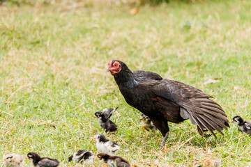 Hen chick rearing in natural environment rural scene