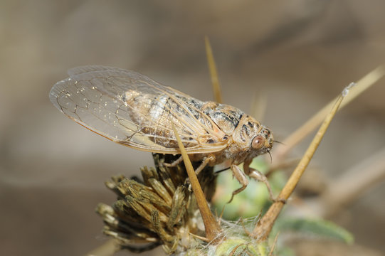 Closeup of the nature of Israel - cicada on the thorn