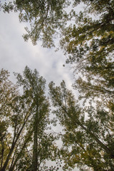 Tall trees towards the sky