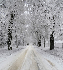 snow covered trees and road, winter landscape