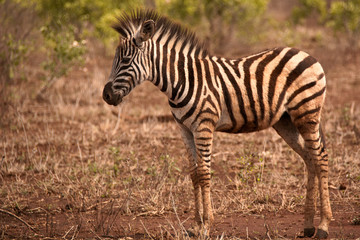 Fototapeta na wymiar Very young Burchell’s zebra foal anxious at being separated from its mother