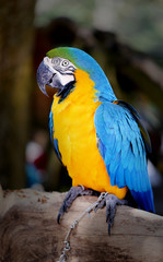 Beautiful macaw parrot