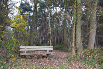 Empty wooden bench