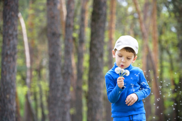 Cute 4 years old boy with dandelion outdoors at sunny summer day.