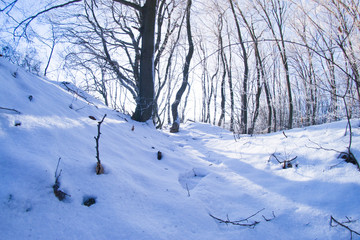Fototapeta premium Winter forest in sunny day fisheye