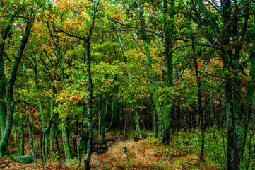 Fototapeta premium forest-hdr