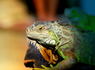 Photos bright green iguana