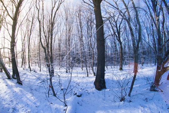 Winter forest in sunny day fisheye
