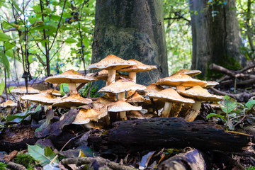 Flat headed mushrooms